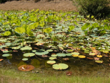 lotus Pond
