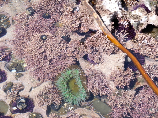 a flower-like marine creature with a columnar body and a ring of stinging tentacles around its mouth.  Notice the green anemone peeking out at us from its exposed rock lair during a brief hour or two of low ocean tide.